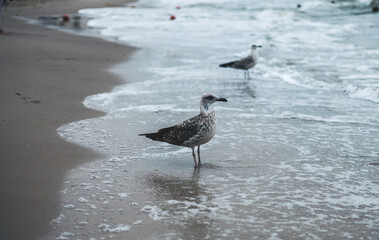 a seagull on the background of a seascape