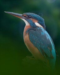 A Common Kingfisher perches with its long beak and turquoise, blue, and orange plumage. A dark green forest background.