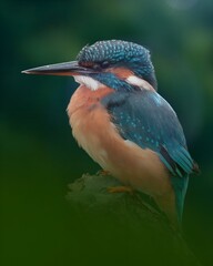 A Common Kingfisher perches with its long beak and turquoise, blue, and orange plumage. A dark green forest background.