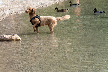 Dog exploring shallow water while watching ducks at a scenic lakeside during a sunny day