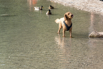 Dog enjoys playing in shallow water with ducks by the lakeshore in a sunny setting