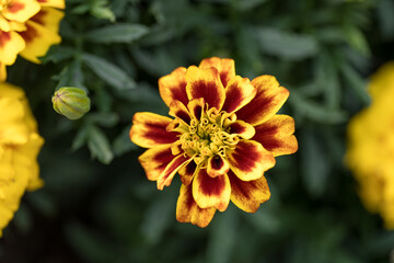 Bright marigold flower in bloom showcasing vibrant yellow and red petals during sunny spring day