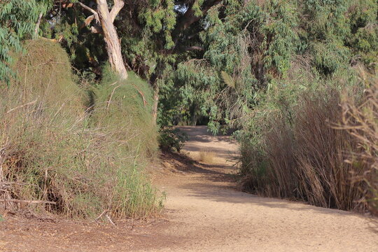 Gravel road in the eucalyptus forest in Israel.