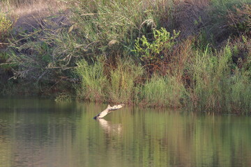 A log sticks out in the Sorek River, Israel.