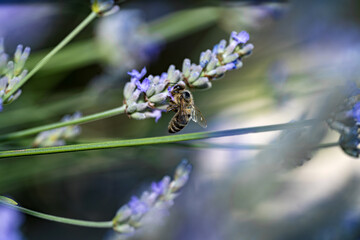 Bees gathering nectar from lavender flowers in a garden on a sunny afternoon