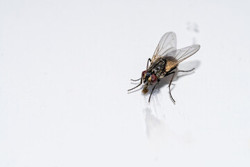 Close-up view of a fly resting on a white surface under natural light during daytime