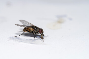 Close-up view of a fly resting on a surface in a well-lit indoor space during the afternoon