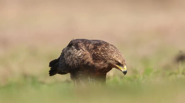 Birds of prey - Lesser Spotted Eagle Aquila pomarina bird on green meadow, hunting time, spring april Poland Europe