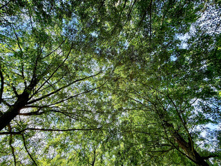 Beautiful tree with green leaves growing under blue sky, bottom view