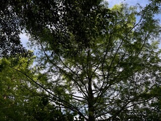 Beautiful tree with green leaves growing under blue sky, bottom view
