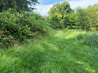 Obraz premium Beautiful trees and grass growing in park at summer