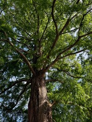 Beautiful tree with green leaves growing under blue sky, bottom view