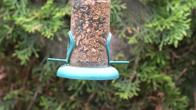 sparrow at the feeder