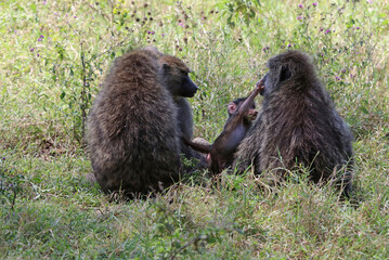 Baby Baboon reaching up to its mother, Kenya Africa
