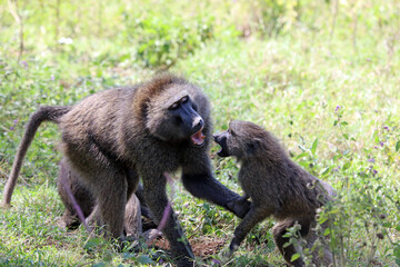 Adult Baboon disciplining a younger baboon, Kenya Africa

