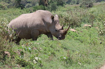 Obraz premium Closeup of a White Rhino, Kenya Africa 