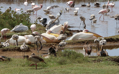 Closeup of Great White and Pink Backed Pelicans with Greater Flamingoes on the shore of Lake Nakuru, Kenya Africa

