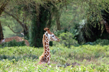 Closeup of a young Rothschild's giraffe, Kenya Africa
