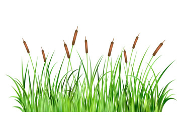 Grass reed on swamp and lake. Vector long cattails on wetland isolated on white background. Bulrush thicket cartoon illustration. Green wild aquatic coastal foliage