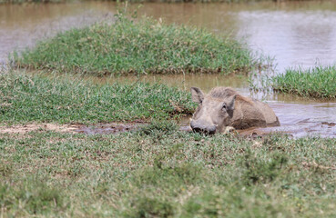Warthog relaxing in a pond, Lake Nakuru National Park, Kenya Africa
