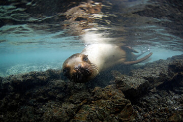 Playful Galapagos Sea Lion (Zalophus wollebaeki) Approaching Close Underwater. Tintoreras, Isabela...