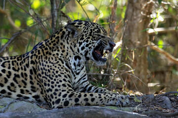 Jaguar (Panthera onca) Lying on the Ground, Showing Teeth. Pantanal, Brazil