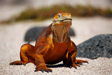 Close-up of a Galápagos Land Iguana (Conolophus subcristatus), in the Sand. North Seymour Island, Galapagos