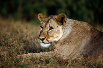 Close-up of a Lioness Lying in the Grass. Amboseli, Kenya