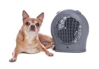 Fototapeta na wymiar Cute little dog near electric fan heater on white background