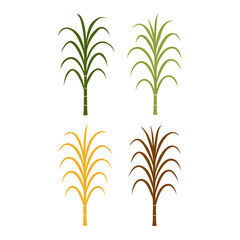 Obraz premium A creative set of four sugarcane plant silhouettes displayed in different natural color tones — green, light green, yellow, and brown arranged neatly on a white background.