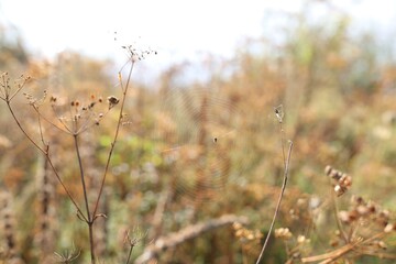 Cobweb with spider on plant outdoors, closeup