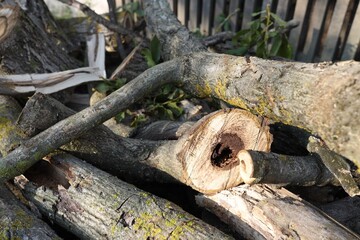 Pile of cut firewood in yard, closeup