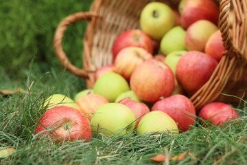 Fresh ripe apples in wicker basket on green grass outdoors, closeup