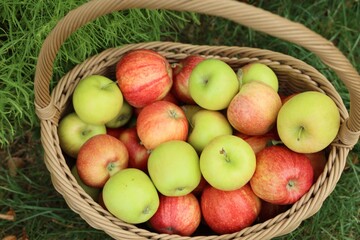 Fresh ripe apples in wicker basket on green grass outdoors, above view