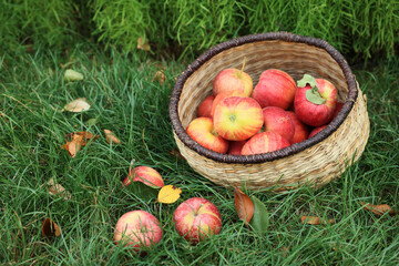 Fresh ripe apples in wicker basket and fallen leaves on green grass outdoors