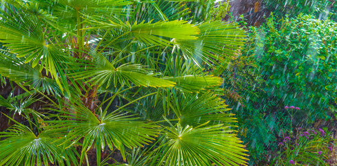 Green and colorful garden in storm and a heavy rain shower in autumn, Almere, Flevoland, The...