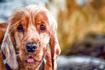 Retrato de Lolo el cocker spaniel inglés