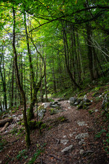 Fototapeta premium Hiking Trail Through Dense Forest With Deciduous Trees In Tiefenbachklamm In Alpbachtal In Austria