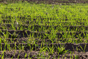 Naklejka premium wheat that was planted in winter 
