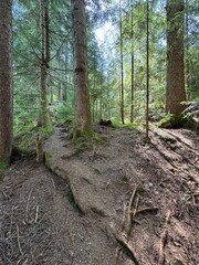 path in the forest