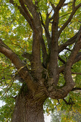 oak foliage and branches in the autumn season before the fall of leaves, one oak in autumn, foliage of which began to change color to yellow and orange