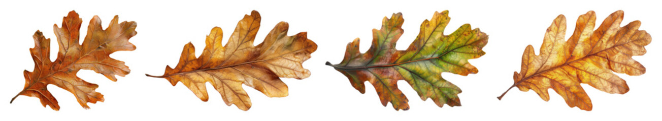 Obraz premium PNG Autumn oak leaves collection illustration, element set on transparent background