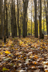 yellowing foliage in sunny weather, big changes in the forest on maple trees in autumn, the sun shines through the yellow foliage