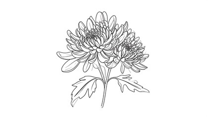 Detailed Line Art Illustration of a Chrysanthemum Flower in Full Bloom