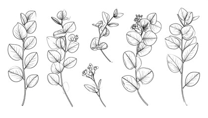 Detailed Line Art Illustrations of Eucalyptus Branches and Leaves