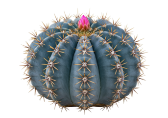 Blue barrel cactus with pink flower isolated on transparent background, Ferocactus glaucescens PNG