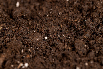 details of fertile soil for growing seedlings or use to improve the soil quality in the field, fertile soil mixed with white pieces of perlite to improve the quality of soil