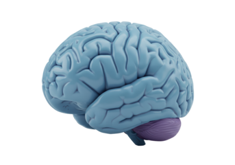 Human brain model isolated on transparent background, anatomical organ for medical study PNG