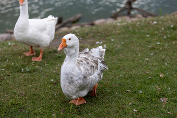 a white-feathered goose while grazing on the green grass in the park, white and gray plumage of a domestic goose on the green grass in summer during cloudy weather