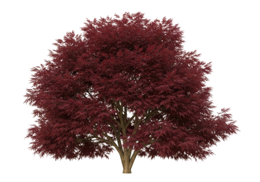 Japanese maple tree with red leaves isolated PNG, Acer palmatum plant on transparent background